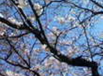 春が来ました！！！