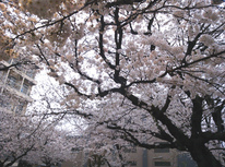 春の新居は決まられましたか