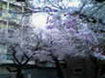 あけぼの公園の桜満開