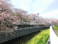 引地川　（桜の名所です！！）  