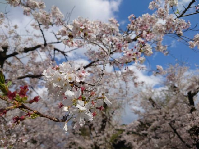 大和市　桜