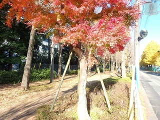 大和市歩行者専用道4