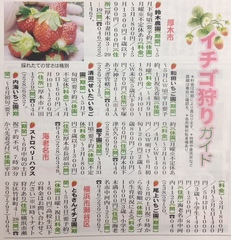 イチゴ狩り