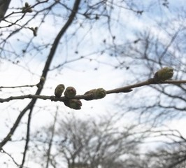 大和市　さくら　開花情報