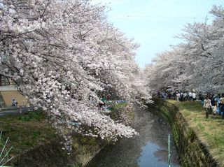 大和市　桜ヶ丘さくら祭り