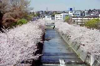 恩田川　サクラ