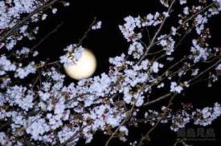 夜桜と月