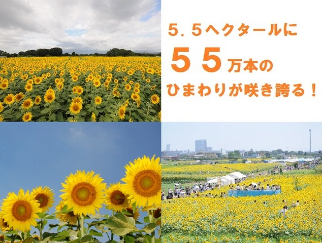 座間　ひまわり祭り