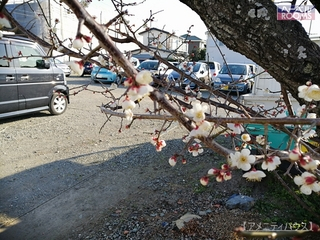 大和市　梅の花