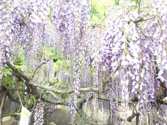 泉の森　藤の花　大和郷土民家園