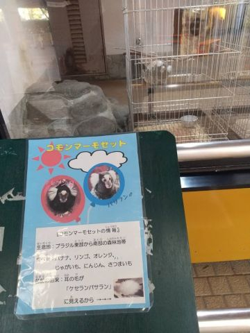 コモンマーモセット