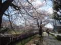 春には桜が綺麗な『引地川』（100m）  