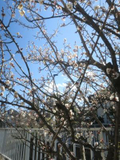 2026/02/01 梅の開花♪