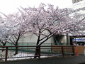 2026/02/08 雪と桜