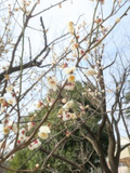 2026/02/15 等々力緑地の梅の開花状況