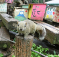 2026/08/09 町田リス園