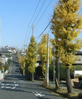 2009/12/06 たまプラの紅葉です。