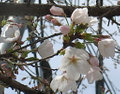 2010/03/27 桜が咲きました。