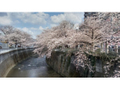 神田川の桜 
