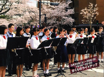 第５３回『文京さくらまつり』３月２２日～４月６日まで「文京区小石川の播磨坂（はりまざか）」で開催されます。