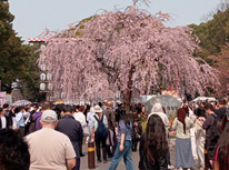 『花より団子』とは上手く言ったものと思います。やはり！「あんこ」良いですね～！！