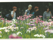 文京区後楽にあります『小石川後楽園』花菖蒲が見頃のようです。