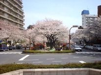 第４６回　「文京さくら祭り」が今年も開催されます。