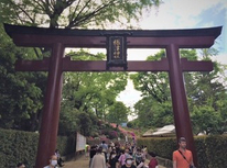 「桜祭り」の」次は「つつじ祭り」今年の咲き具合は如何かな！　　