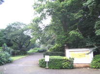 梅雨空けましたが「セミ」はまだ？