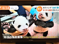 【返還後も元気です～～！・・漸く一般にも公開も！！良かった良かった】香香（シャンシャン）独り立ち～３歳誕生日～１２月３歳半～中国へはコロナで延期～２０２１．６．１２「４歳誕生日」おめでとう！～兄妹誕生おめでとう！～名前募集～可愛い名前決定しました～双子パンダ１歳誕生日おめでとう！～双子パンダ公開時間制限緩和～２０２３年２月２１日シャンシャン中国に返還決定～最後の観覧は抽選で