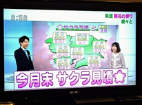 ２０１８年「さくら開花予想」＠開花には或る法則の存在が！？　　