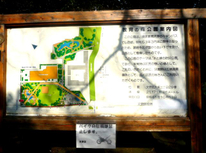 細なが～い区立窪町東公園　銀杏の葉がきれいでした。