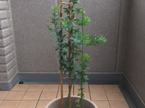 やっと咲いてくれました！