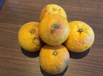 伊豆のお土産！