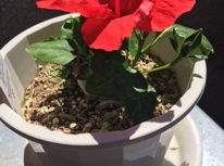 小さな花が咲きました！