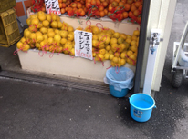 柑橘の種類！？