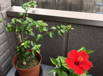 厳しい環境ですが！