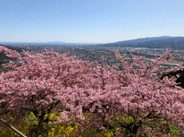 河津桜と菜の花！