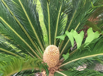 金運アップに期待