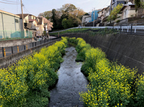 一年ぶりの千本桜！