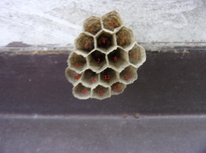 蜂の巣は16部屋でした