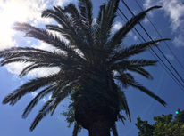 オレンジが美しい！