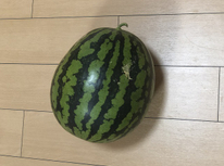 巨大スイカ