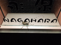 待っていた！？