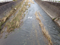 水災による保険金の支払い要件