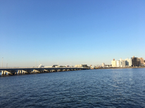 猫もいろいろ！