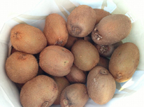 キウイフルーツをいただきました