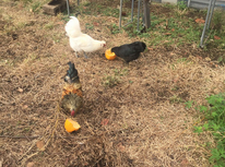 ハロウィーンの後片付けで。