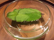 マザーリーフ！？