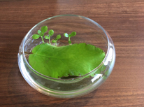 マザーリーフその後！